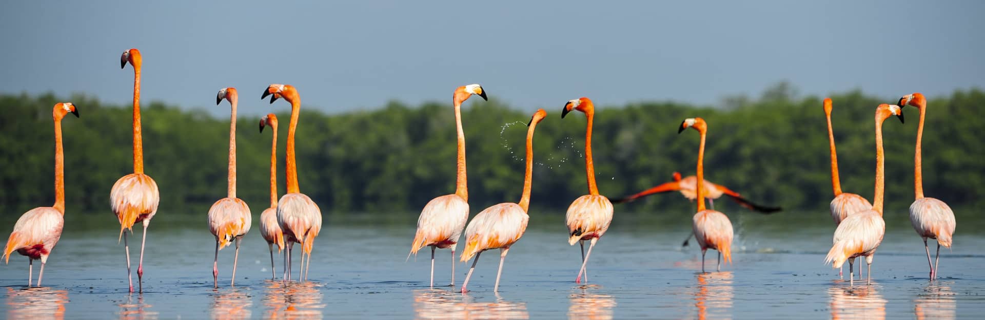 Flamingos in El Mango-Delta del Cauto, Rio Cauto, Granma, CubaTravel